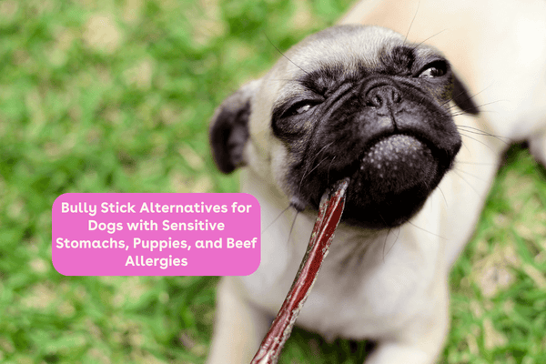 Bully Stick Alternatives for Dogs with Sensitive Stomachs, Puppies, and Beef Allergies | Pupford