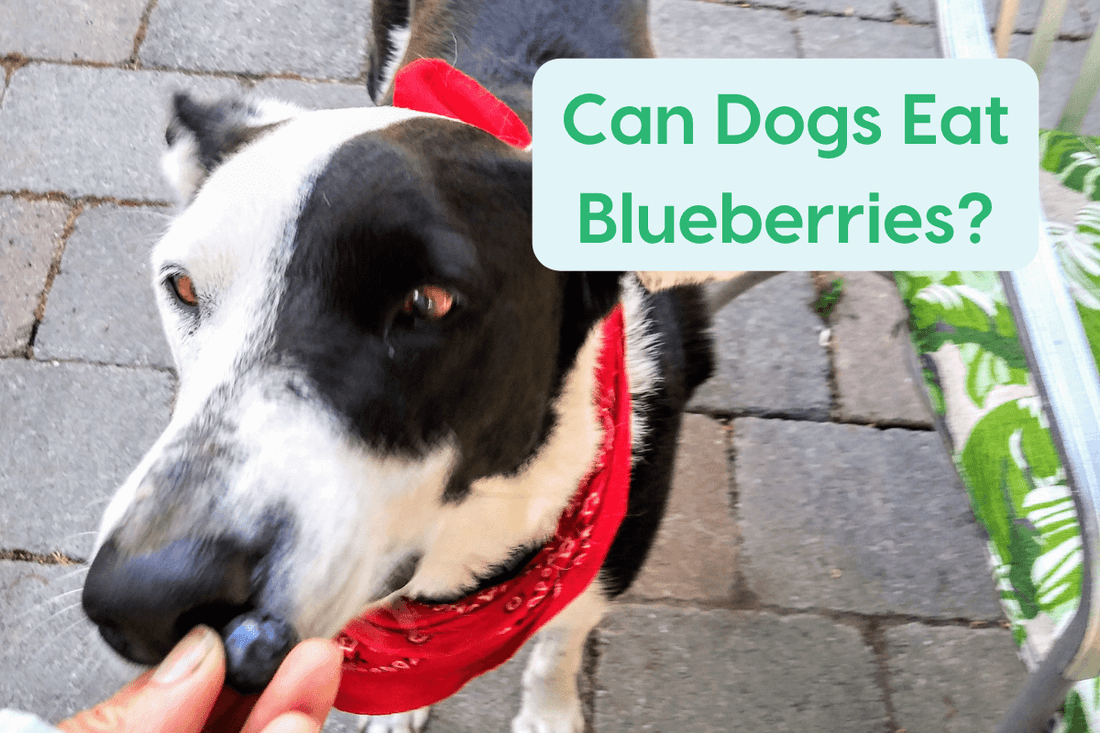 Can Dogs Eat Blueberries? + Benefits, Recipes & More | Pupford