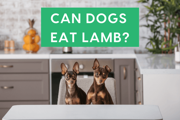 Can Dogs Eat Lamb? The Truth on Lamb Benefits, Bones, Allergies & More | Pupford
