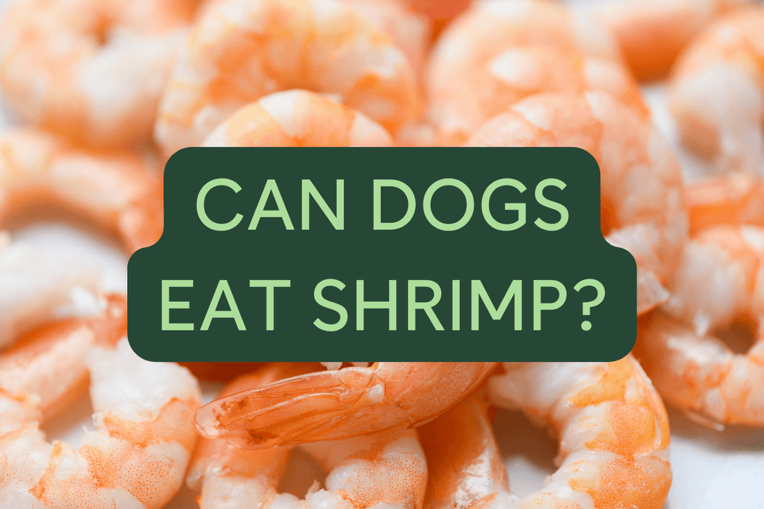 Can Dogs Eat Shrimp? + Shrimp Benefits | Pupford