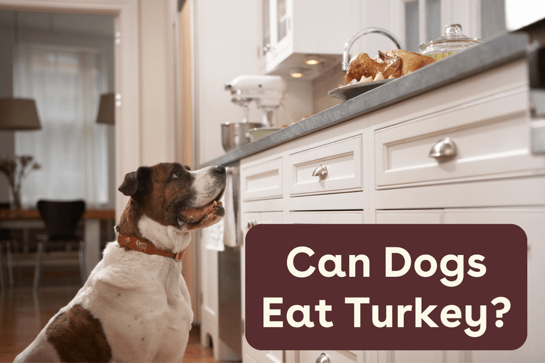 Can Dogs Eat Turkey? The Truth on Raw, Freeze-Dried, Dehydrated, and Cooked Turkey for Dogs | Pupford