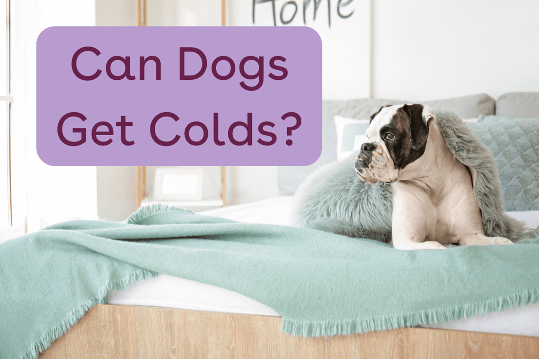Can Dogs Get Colds? + Symptoms, Treatments & More | Pupford