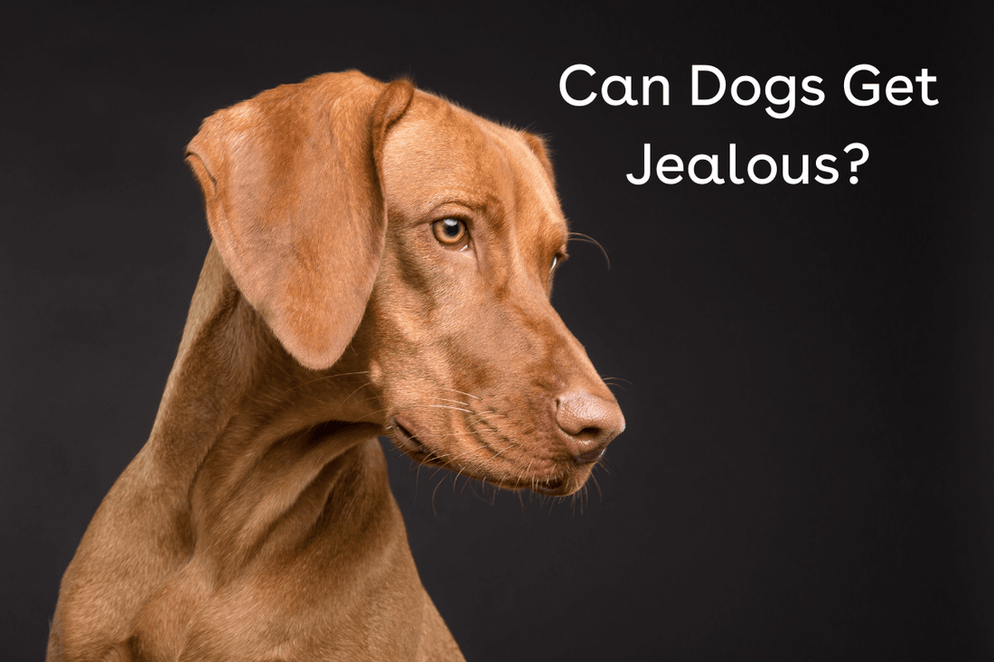 Do Dogs Get Jealous of New Puppies, Babies & Other Dogs? | Pupford