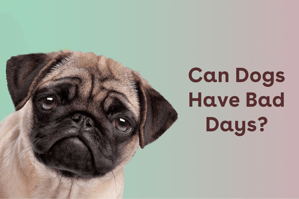 Can Dogs Have Bad Days? | Pupford