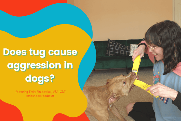 Does Playing Tug Make a Dog Aggressive? Pro Trainer Answer | Pupford