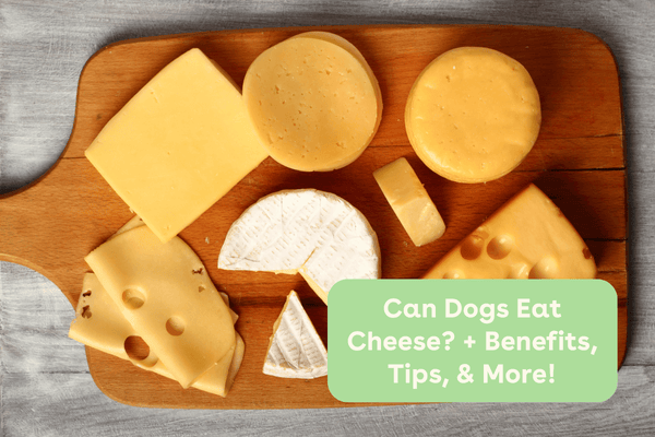 Can Dogs Eat Cheese? + Benefits, Tips, & More! | Pupford