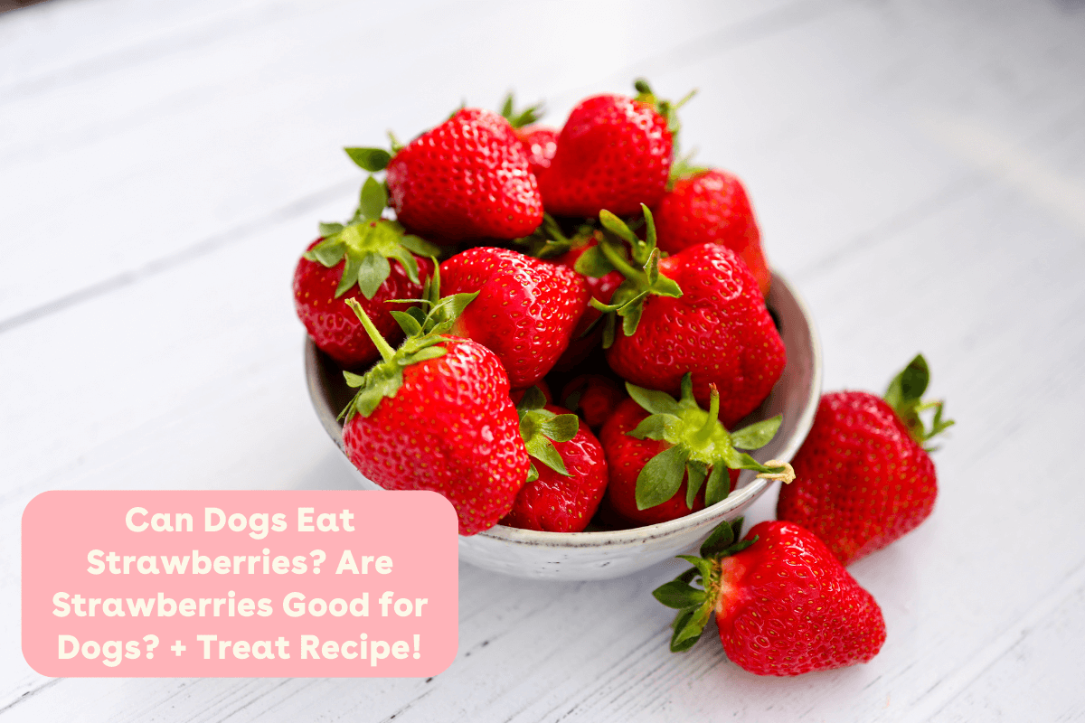 Can Dogs Eat Strawberries? Are Strawberries Good for Dogs? + Treat Rec ...
