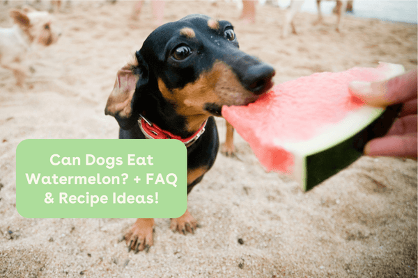 Can Dogs Eat Watermelon? + FAQ & Recipe Ideas! | Pupford