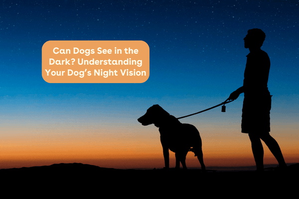 Can Dogs See in the Dark? Understanding Your Dog’s Night Vision | Pupford