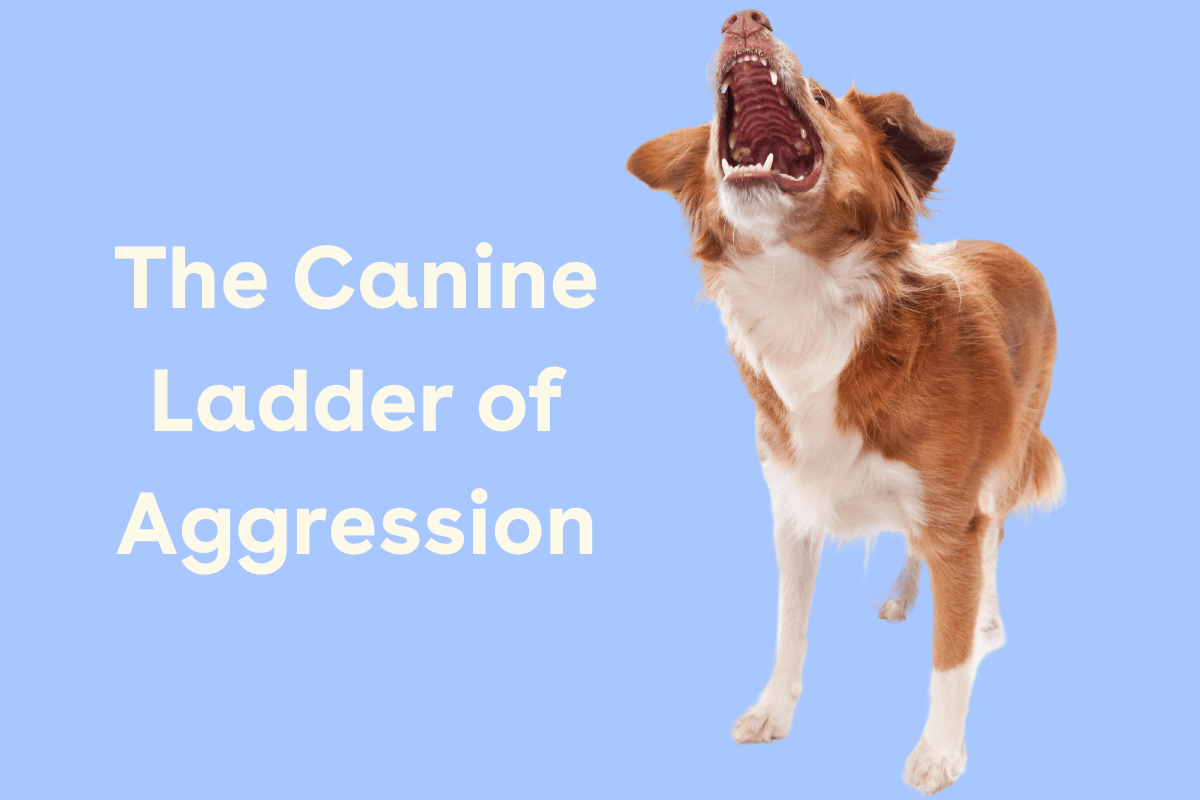Canine Ladder of Aggression or Communication Chart + Guide Pupford