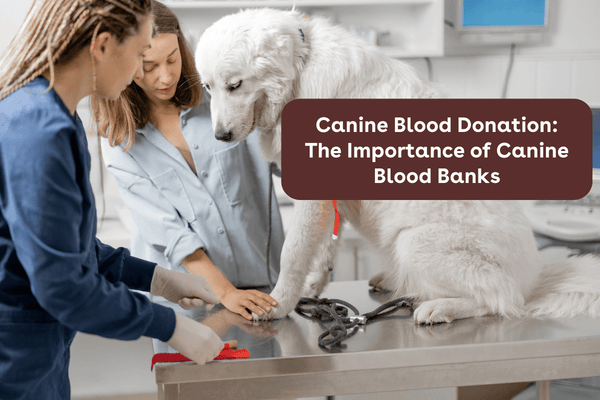 Canine Blood Donation: The Importance of Canine Blood Banks | Pupford