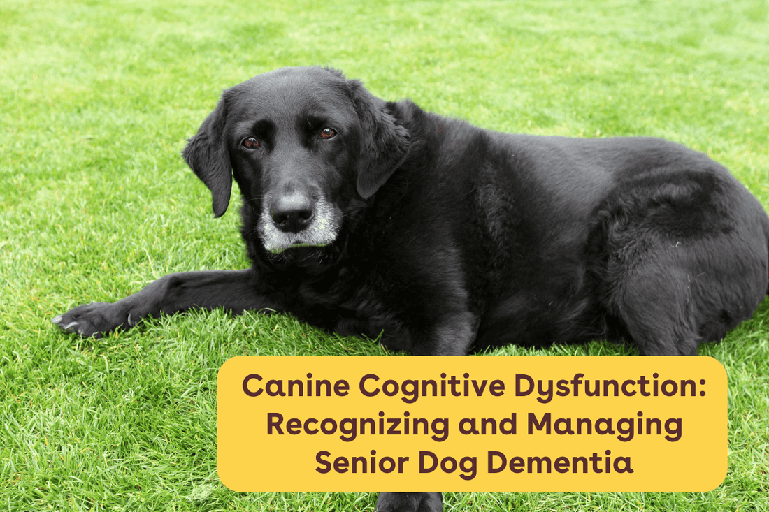 Canine Cognitive Dysfunction: Recognizing and Managing Senior Dog Dementia | Pupford