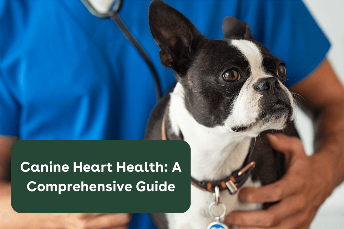 Canine Heart Health: A Comprehensive Guide | Pupford