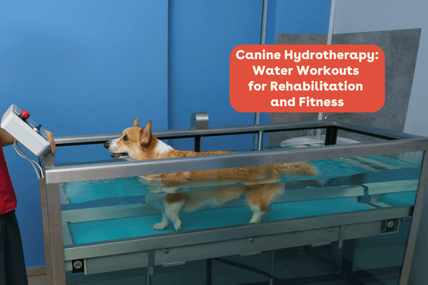 Canine Hydrotherapy: Water Workouts for Rehabilitation and Fitness | Pupford