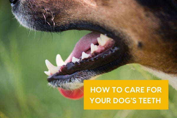 Dog Teeth Cleaning Costs + At-Home Dental Care Products | Pupford