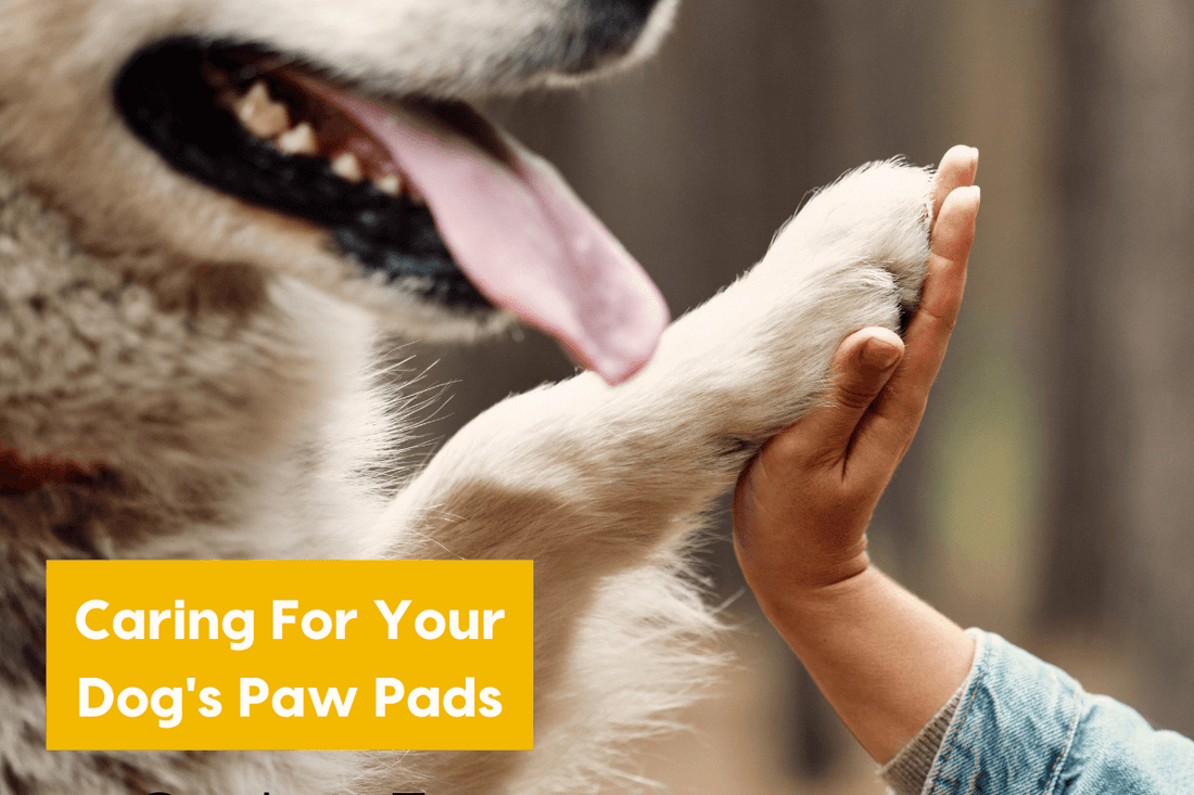 Caring For Your Dog's Paw Pads: Moisturizing, Peeling & More | Pupford