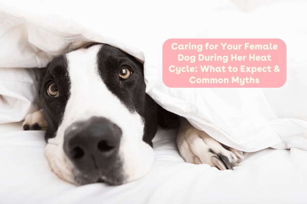 Caring for Your Female Dog During Her Heat Cycle: What to Expect & Common Myths | Pupford