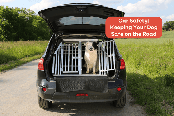Car Safety: Keeping Your Dog Safe on the Road | Pupford