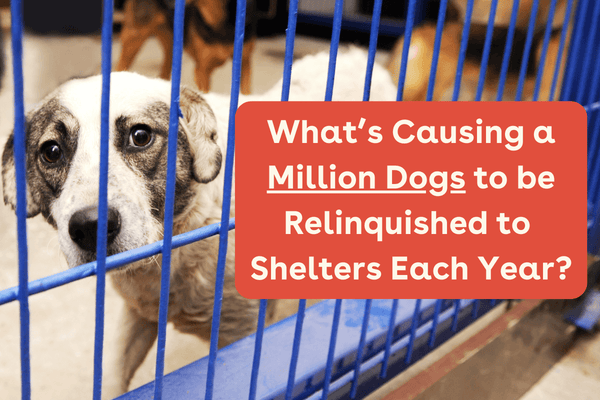 Here's Why a Million Dogs End Up in Shelters Each Year | Pupford