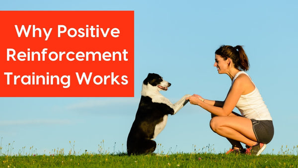 Why You Should Choose Positive Reinforcement Dog Training w/ Holly Ovington | Pupford