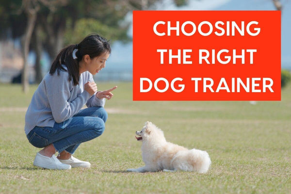 How to Choose the Right Dog Trainer | Pupford