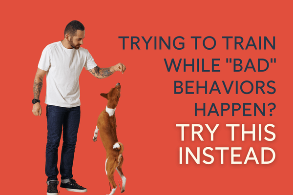 Trying to Train While 'Bad' Behaviors Happen? Try This Instead | Pupford