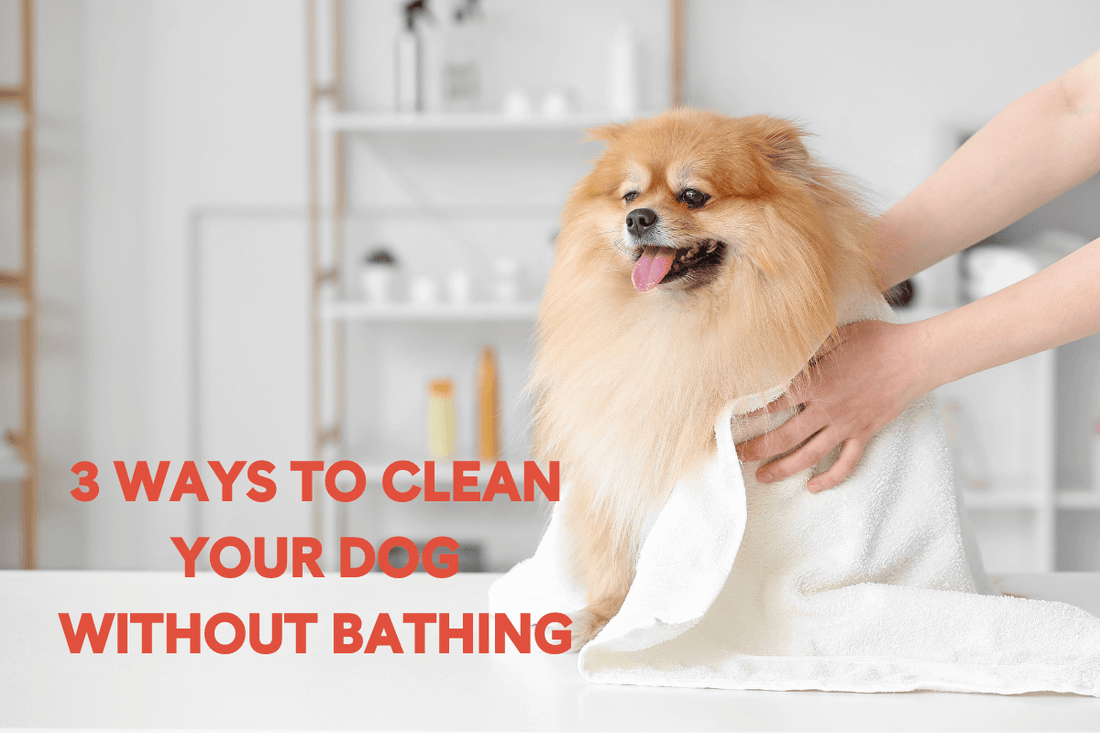 How to Clean a Puppy Without Bathing: 3 Effective Techniques | Pupford