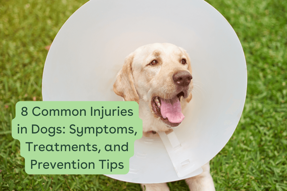 8 Common Injuries in Dogs: Symptom, Treatment, and Prevention Tips | P ...
