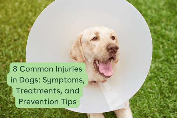 8 Common Injuries in Dogs: Symptom, Treatment, and Prevention Tips | Pupford