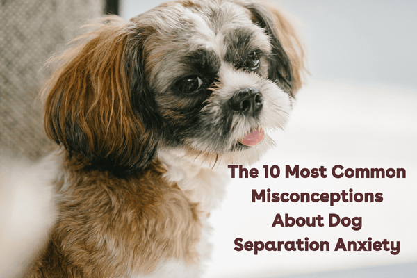 The 10 Most Common Misconceptions About Dog Separation Anxiety | Pupford