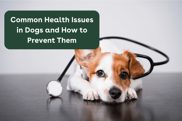 8 Common Health Issues in Dogs and How to Prevent Them | Pupford