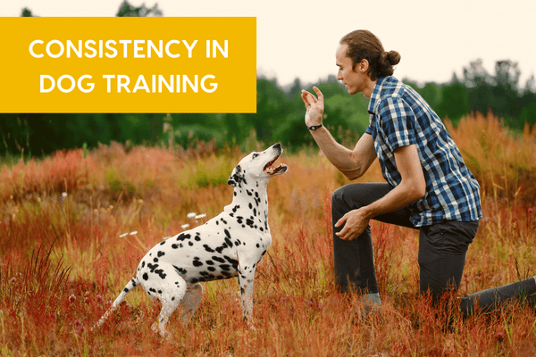 Consistency in Dog Training and Making the Time | Pupford