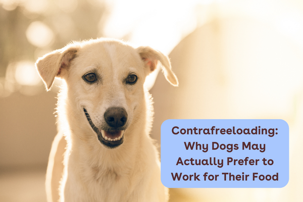 Contrafreeloading: Why Dogs Often Prefer to Work for Food | Pupford