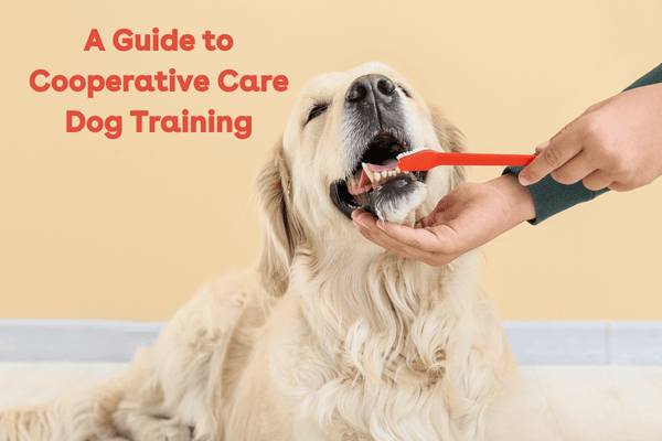 Cooperative Care Dog Training: Overview & Why It Matters | Pupford