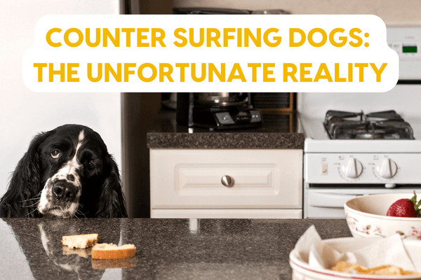 Counter Surfing Dogs: The Unfortunate Reality of Keeping Dogs off the Counter | Pupford