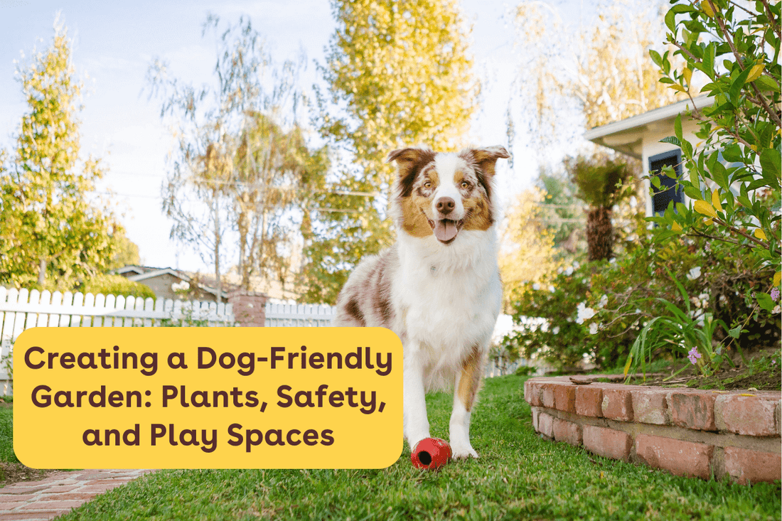 Creating a Dog-Friendly Garden: Plants, Safety, and Play Spaces | Pupford