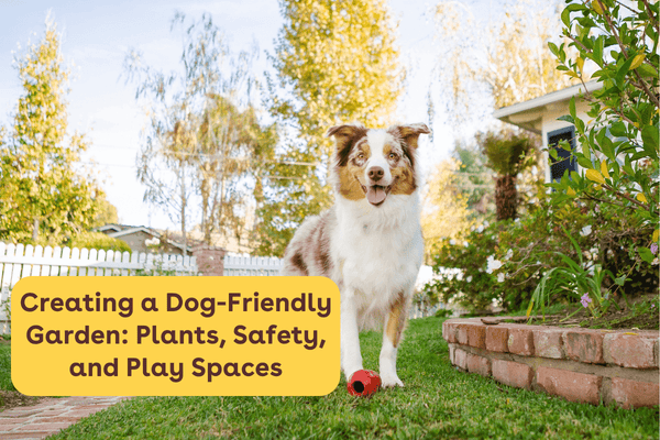 Creating a Dog-Friendly Garden: Plants, Safety, and Play Spaces | Pupford