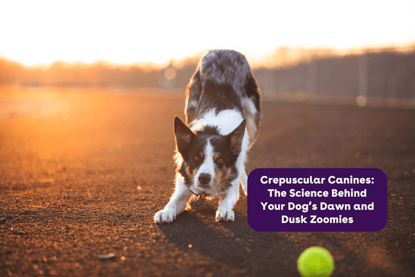 Crepuscular Canines: The Science Behind Your Dog’s Dawn and Dusk Zoomies | Pupford