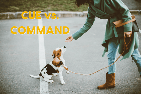 Cue vs Command – Why It Matters | Pupford