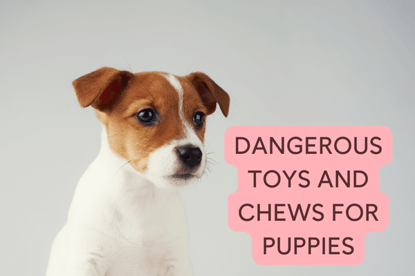 Dangerous Dog Toys & Chews + Alternative Safe Chews for Puppies  | Pupford
