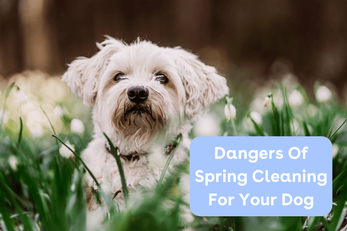 Dangers Of Spring Cleaning For Your Dog, Plus, Dog-Friendly Cleaning P ...