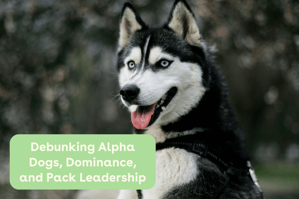 Debunking Alpha Dogs, Dominance, and Pack Leadership | Pupford