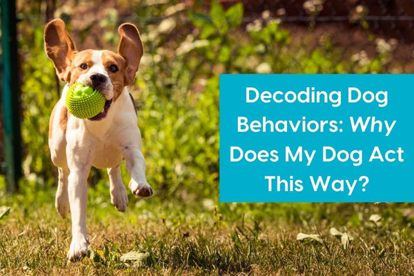 Decoding Dog Behaviors: Why Does My Dog Act This Way? An Interview with Nick Franco | Pupford