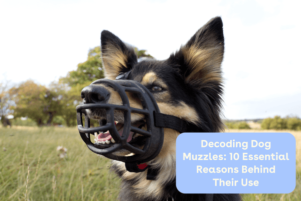 Decoding Dog Muzzles: 10 Essential Reasons Behind Their Use | Pupford