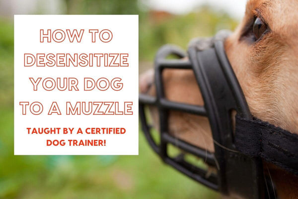 How to Get a Dog Used to a Muzzle - Including Aggressive Dogs | Pupford