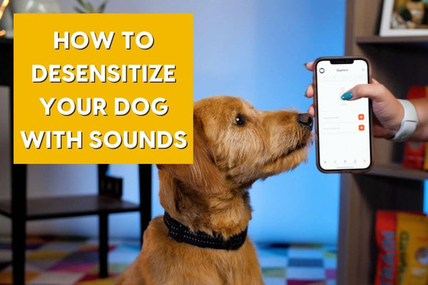 Guide to Sound Desensitization for Dogs, Including Loud Noises | Pupford
