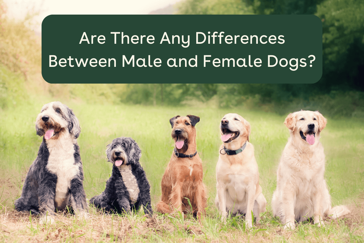 Diffrence Dog Male vs Female Dogs: Differences in Behavior, Health & More | Pupford
