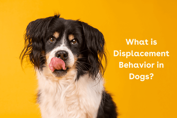 What is Displacement Behavior in Dogs? And Why It Matters | Pupford