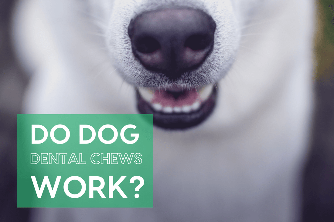 Do Dog Dental Chews Work? | Pupford
