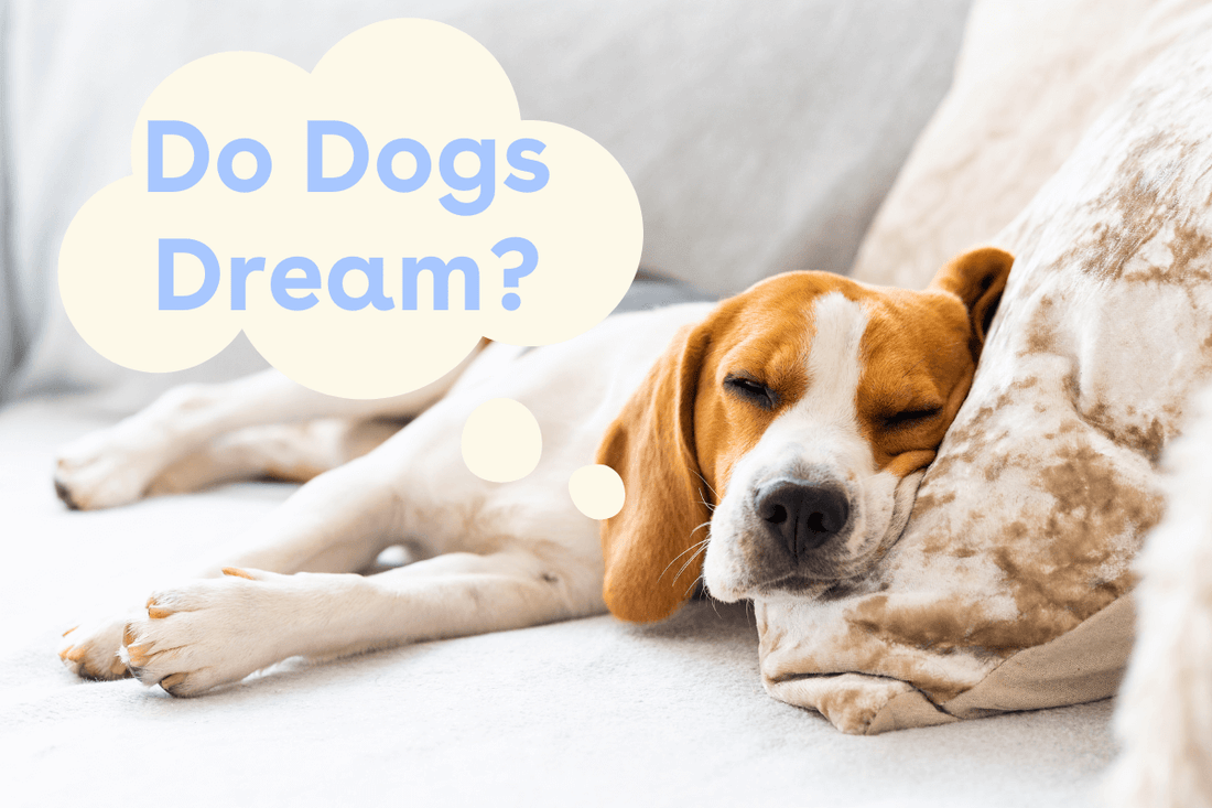 Do Dogs Have Dreams & Nightmares? + What Dogs Dream About | Pupford